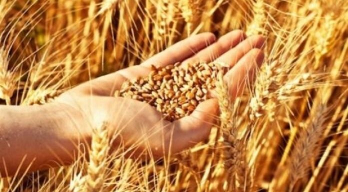 ديوان الحبوب يطرح مناقصة دولية لشراء حوالي 100 ألف طن من القمح اللين