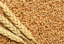 تونس تطرح مناقصة دولية لشراء 50 ألف طن من القمح